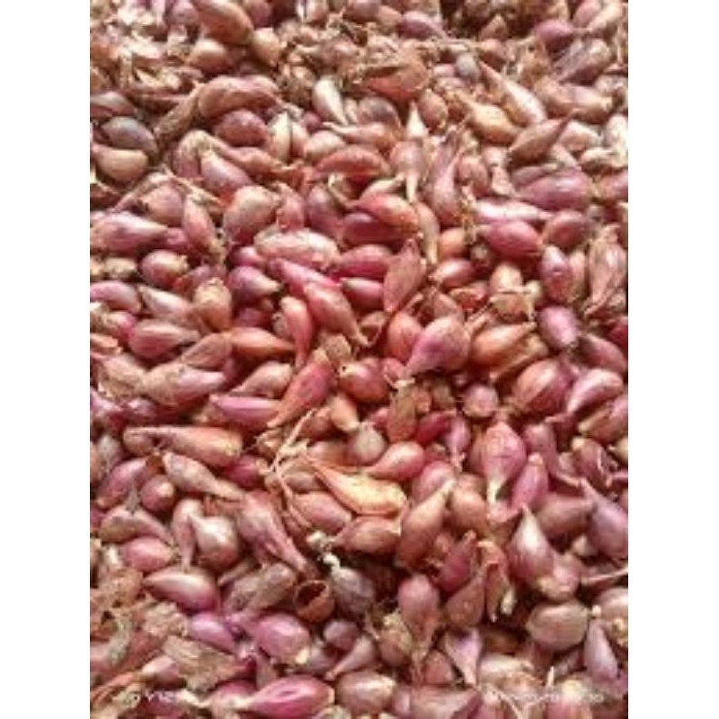

bawang merah kecil 1kg garing