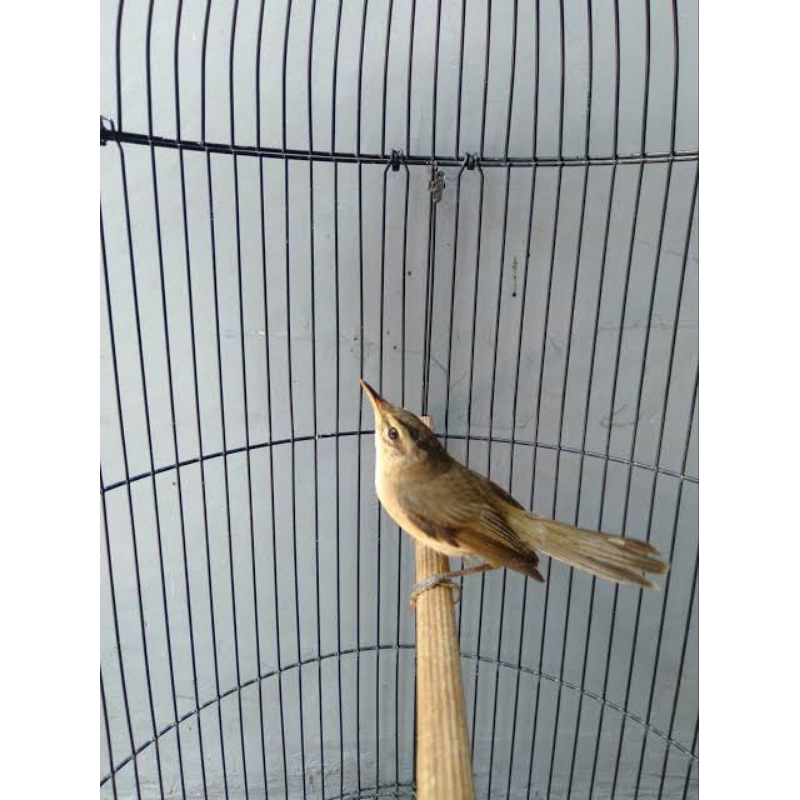 KERAK BASI ALIS HITAM / SINCHAN JANTAN ( REKOMENDASI )