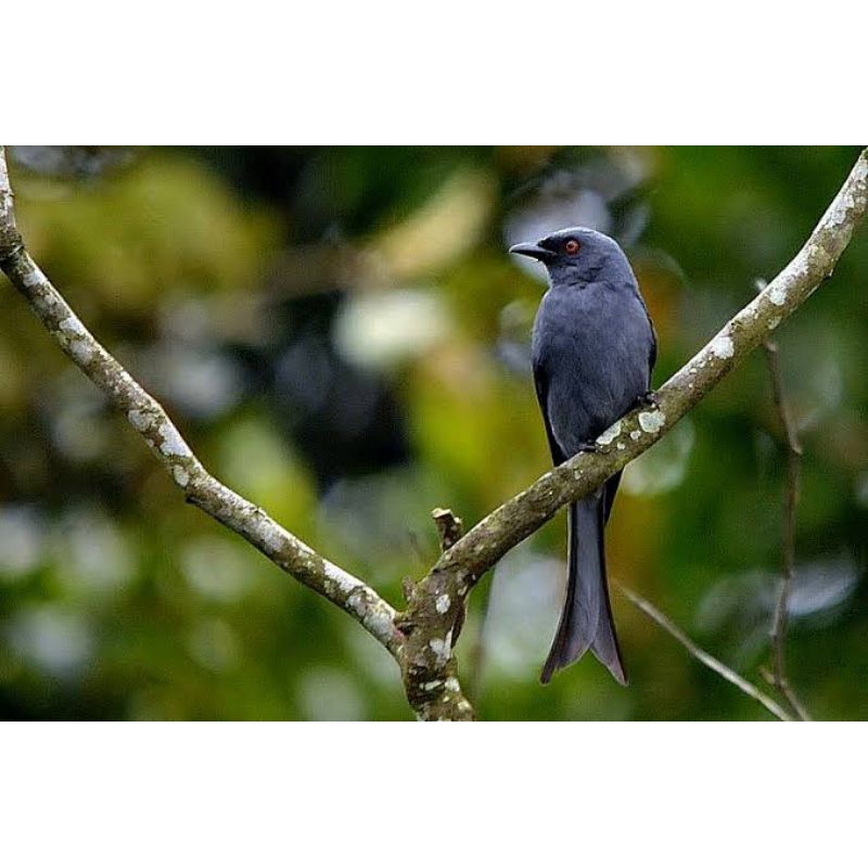 SRIGUNTING ABU ABU JAWA JANTAN RAWATAN ( MULUS )