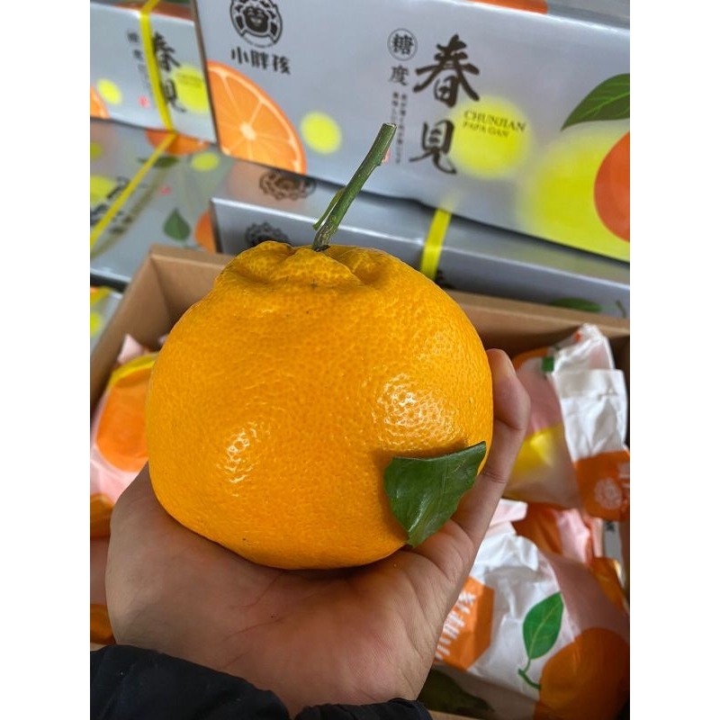 

Buah jeruk chunjian super jumbo XXXL import gift box -+4 Kg