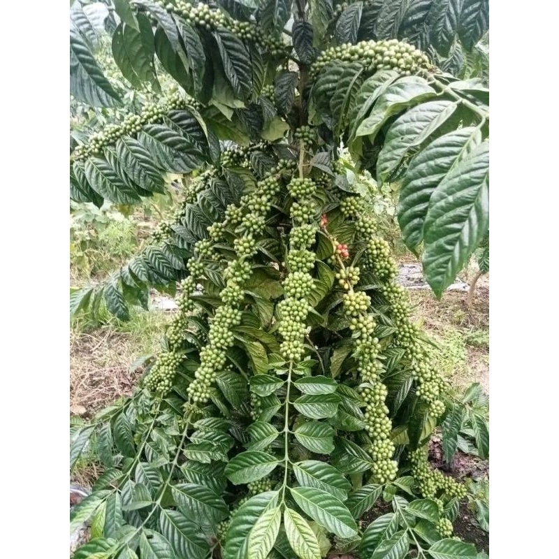 

bibit kopi jabutan jenis KLON BAGYO