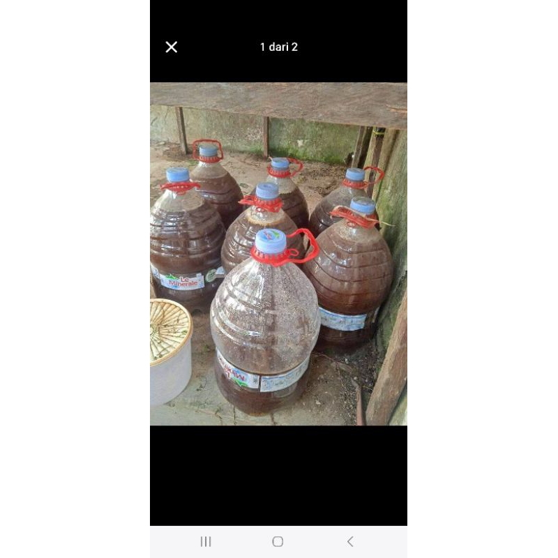 urine kelinci murni 1liter