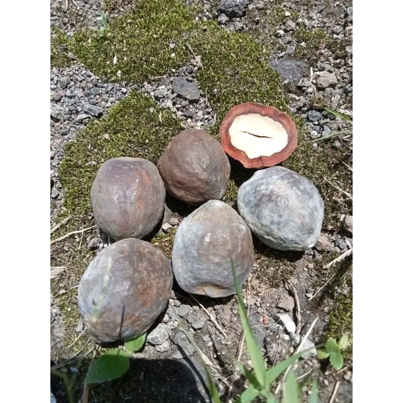 Muncang/Kemiri Adu Jenis Jalim Jawa