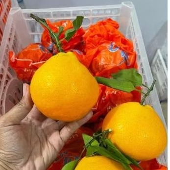 

JERUK PAPAGAN /DEKOPON /SULTAN HARGA GEROSIR