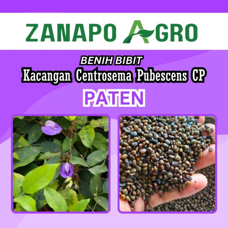 1 KILOGRAM BIBIT KACANGAN CP Centrosema Pubescentis. Sebagai LCC Pada Lahan Kelapa Sawit.
