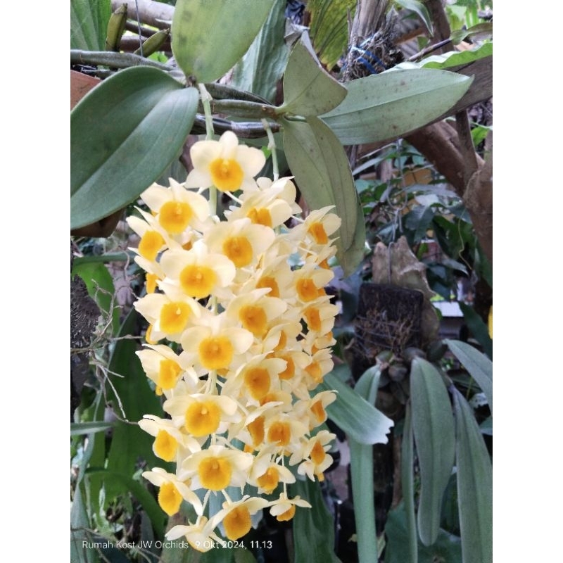 Densiflorum pasca bunga