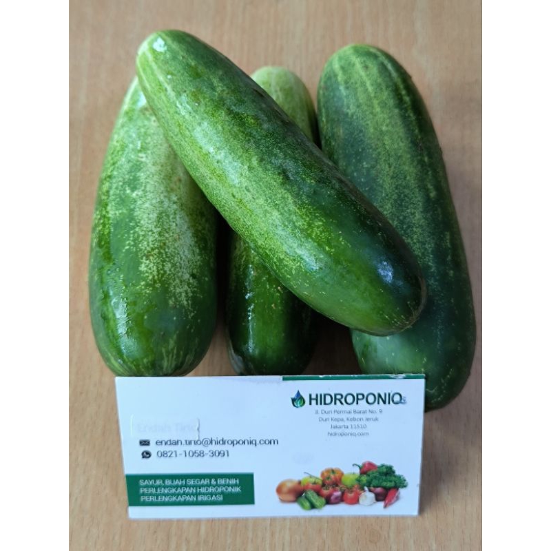 

Timun Acar Organik 1kg