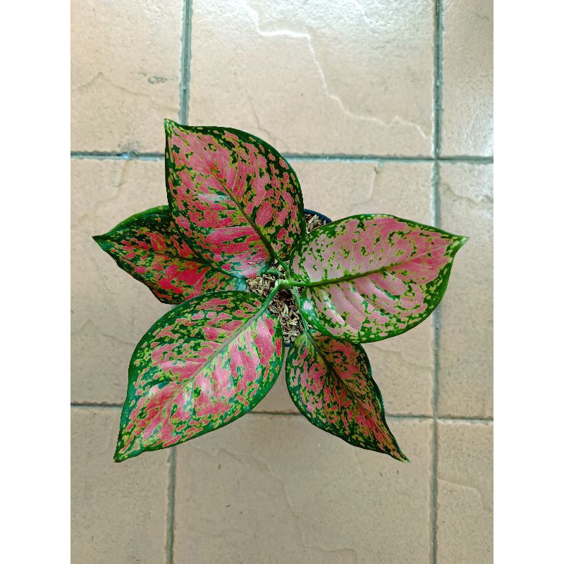 Aglonema Dud Anjamani Dewasa Indukan