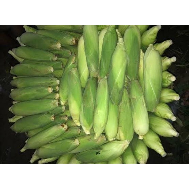 

JAGUNG MADU MANIS SUDAH DIKUPAS DAN DIPOTONG KECIL