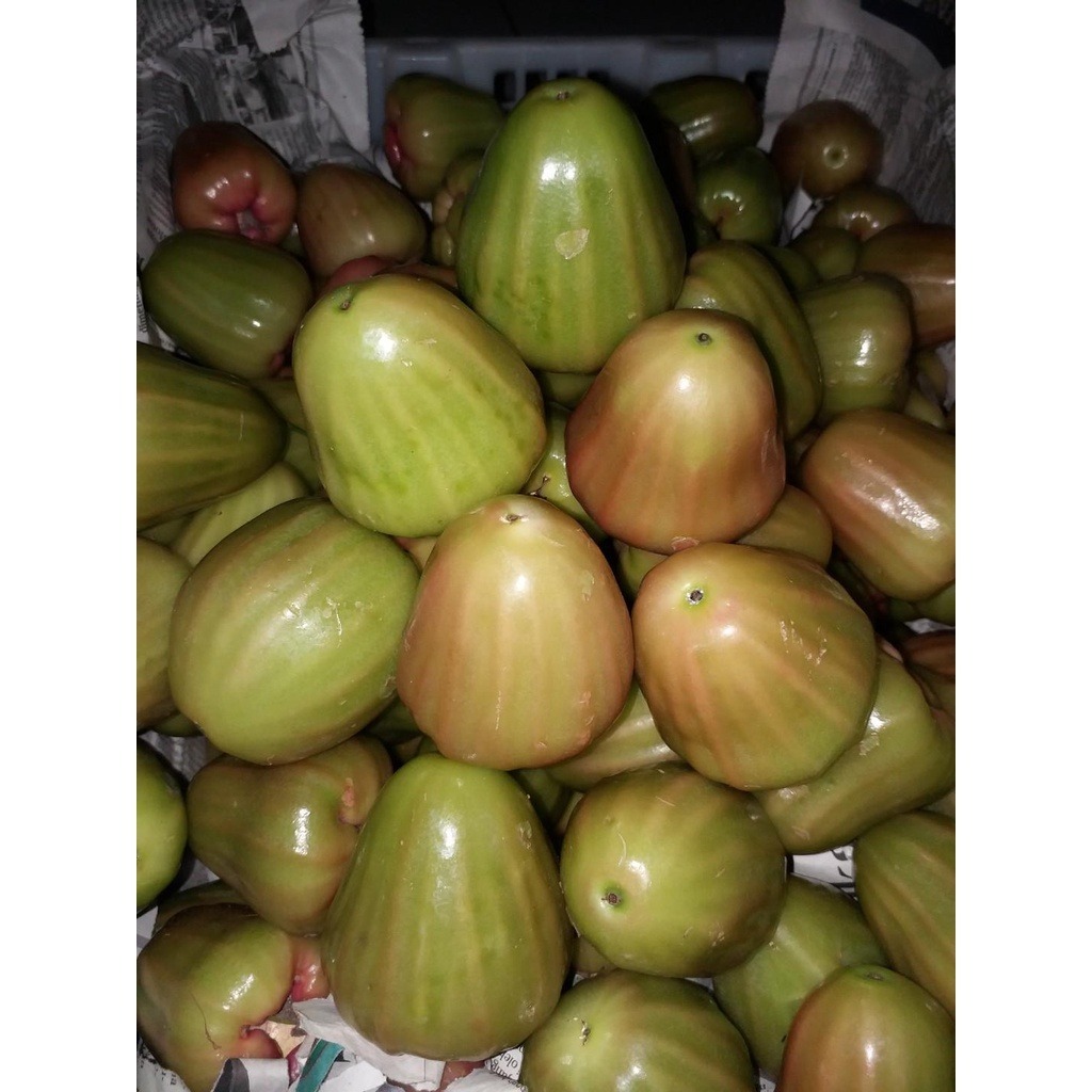 

JAMBU HIJAU DELIMA SUPER MANIS FRESH 500 gr