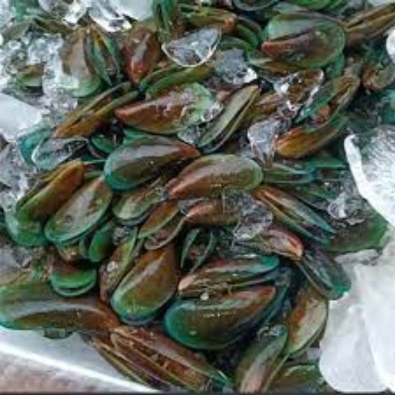

Kerang Hijau Fresh Kualitas Terbaik 1KG Makanan laut segar khas Indonesia