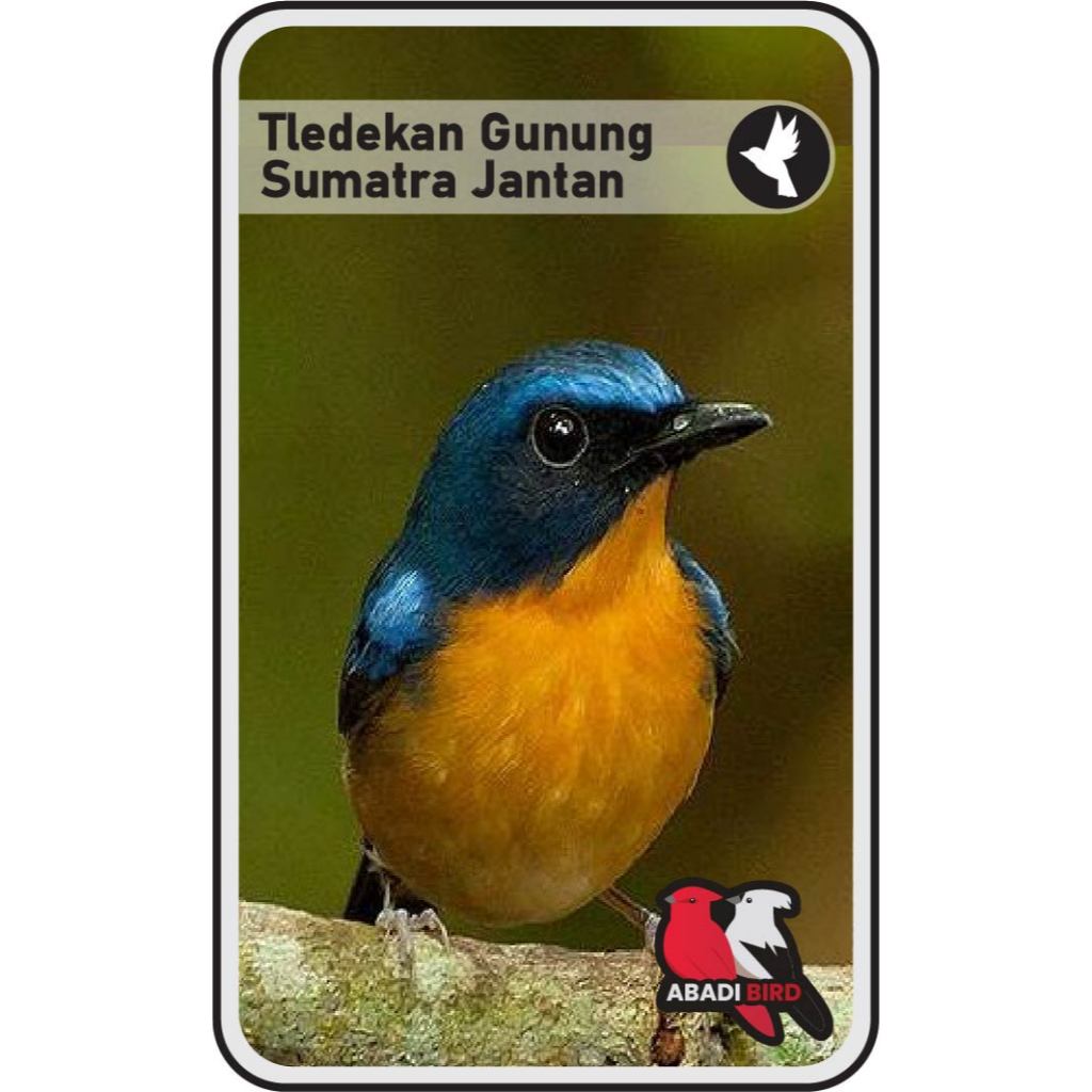 Tledekan Sumatra Jantan Palmerah