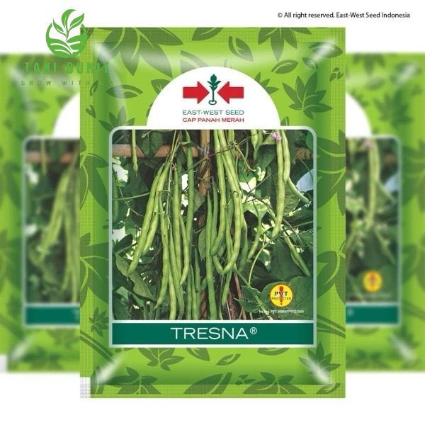 Bibit Benih Buncis Tresna Panah Merah  - 500 gr
