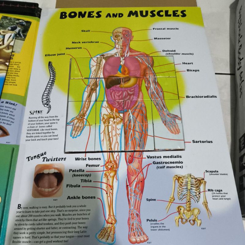 big block body atlas discover what's inside your body through fun original ETL Learning
