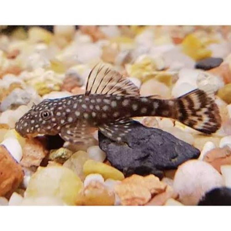 Pleco L114 (Brushmouth)