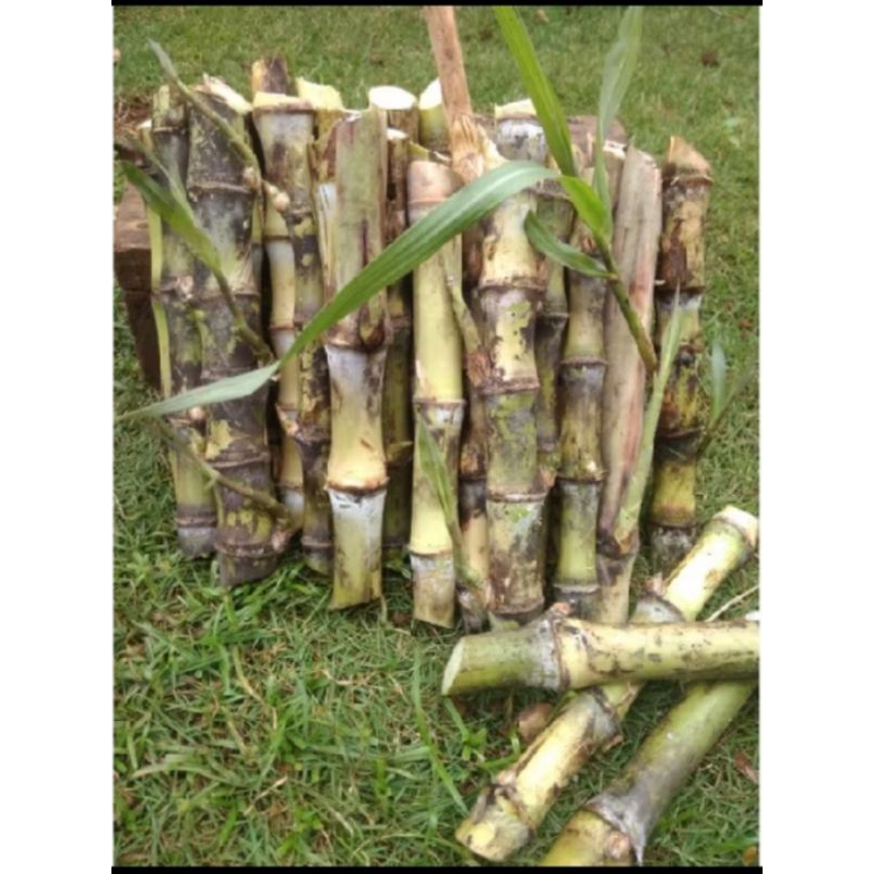 BIBIT TRUBUK TURUBUK TEBU TELOR