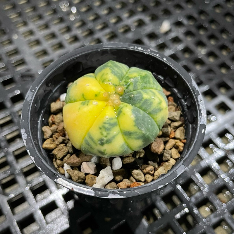 Astrophytum Astrerias variegata