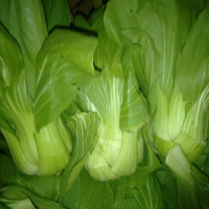 

Sayur PACOI / Pacoy / Babycoy / Pokcay segar ikat