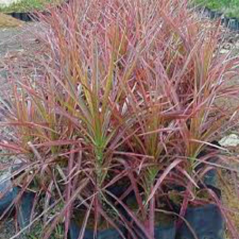 Tanaman Hias Tricolor Merah Menor