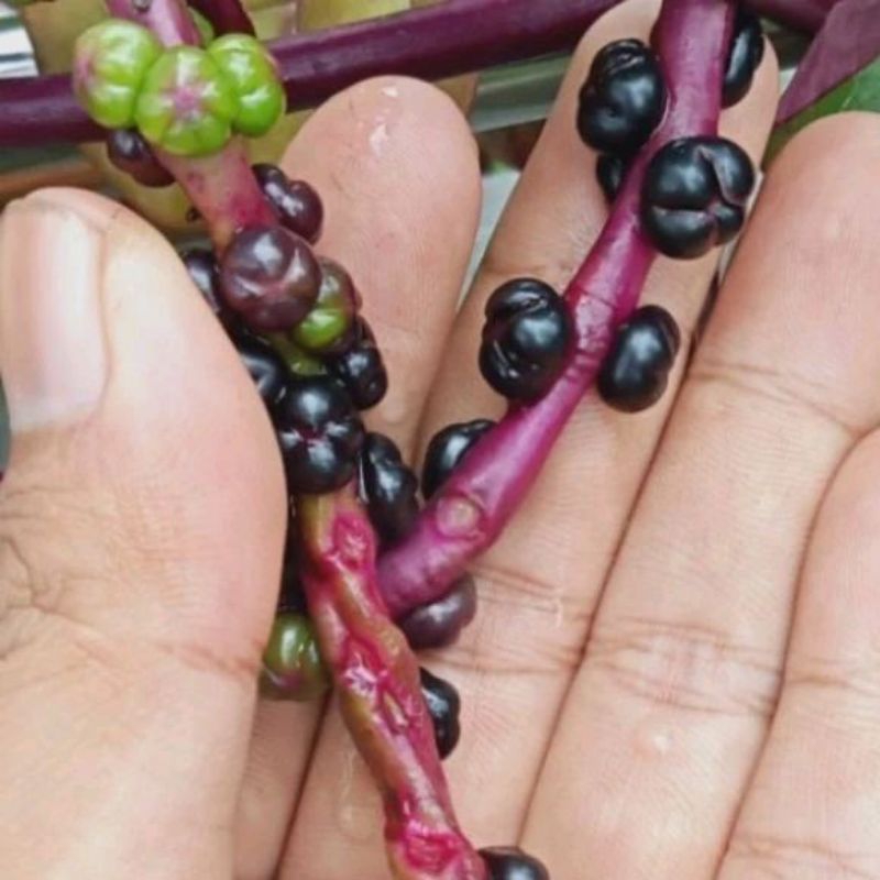 

Bibit biji binahong angkung merah fresh100% termurah 200biji