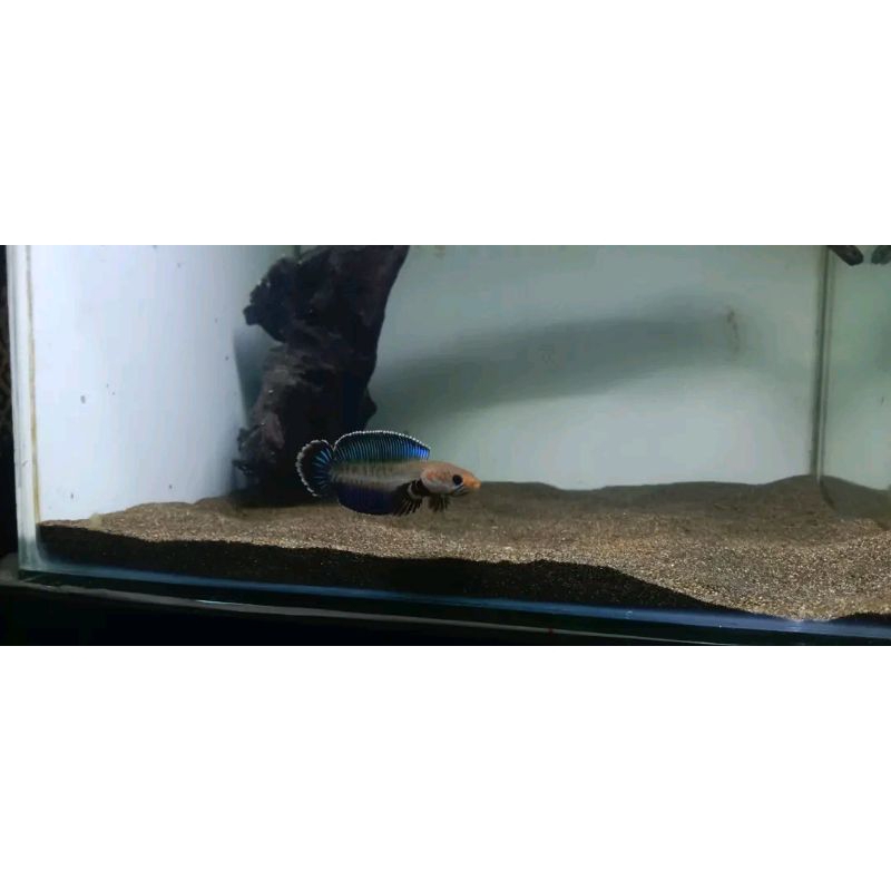 Hiasan Aquarium Channa Andrao Size 7-10cm COD