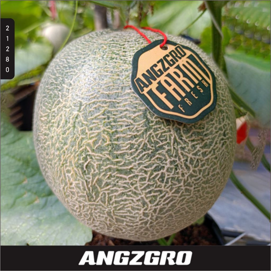 

Melon Alina Hydroponik 1 pcs