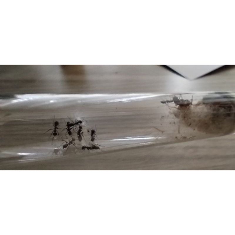 ratu semut ant queen iridomyrmex anceps hitam