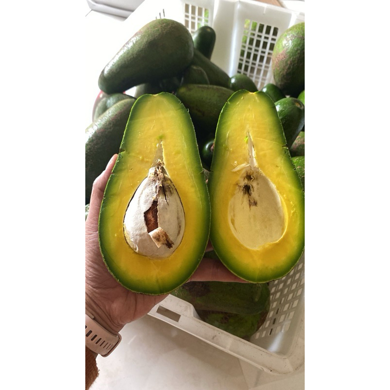 

ALPOKAT MENTEGA SEMARANG 1 kg ( 2-3) KENES POKAT