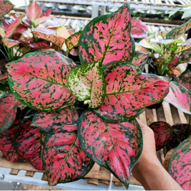 AGLONEMA RED ANJAMANI TERMURAH