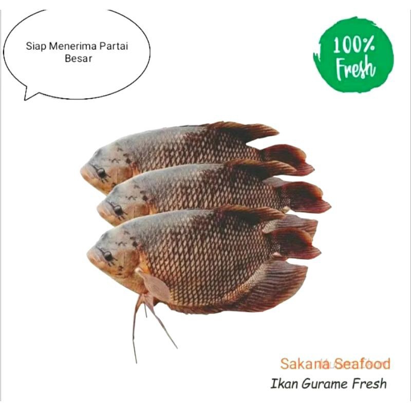 

IKAN GURAME FRESH 1KG