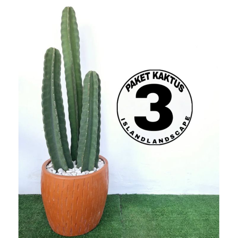 ( KAKTUS HIDUP ) Tanaman Hias Paket Kaktus Koboi - Pohon Kaktus Belimbing