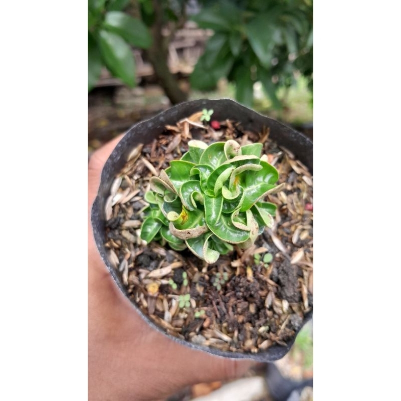 

ADENIUM DHA