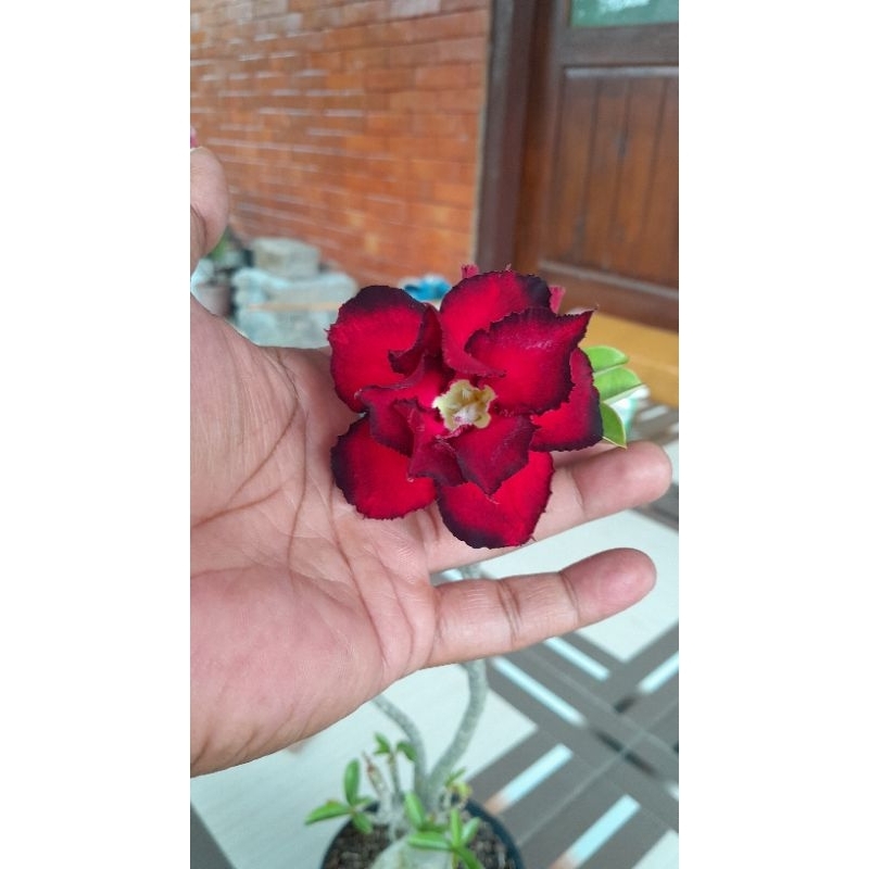 

ORIGINAL TUMPUK BUKAN SAMBUNGAN