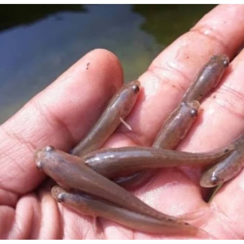 BIBIT IKAN GABUS PAKET 10 EKOR BONUS (PELET)