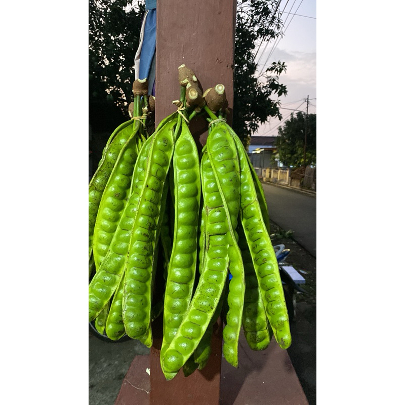 

PETE TUA SUPER 10 keris