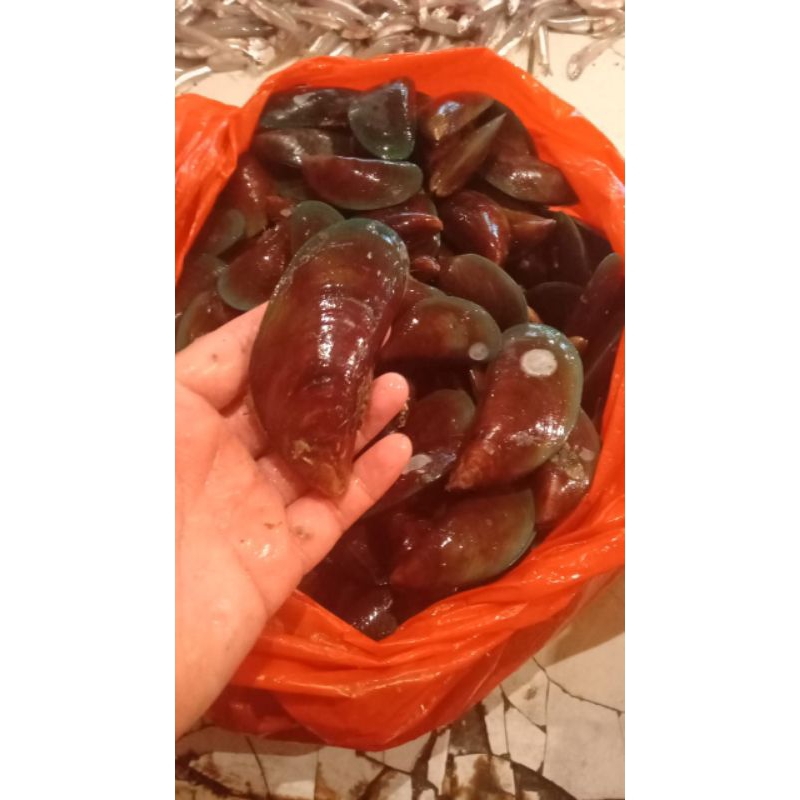 

kerang hijau segar 1kg