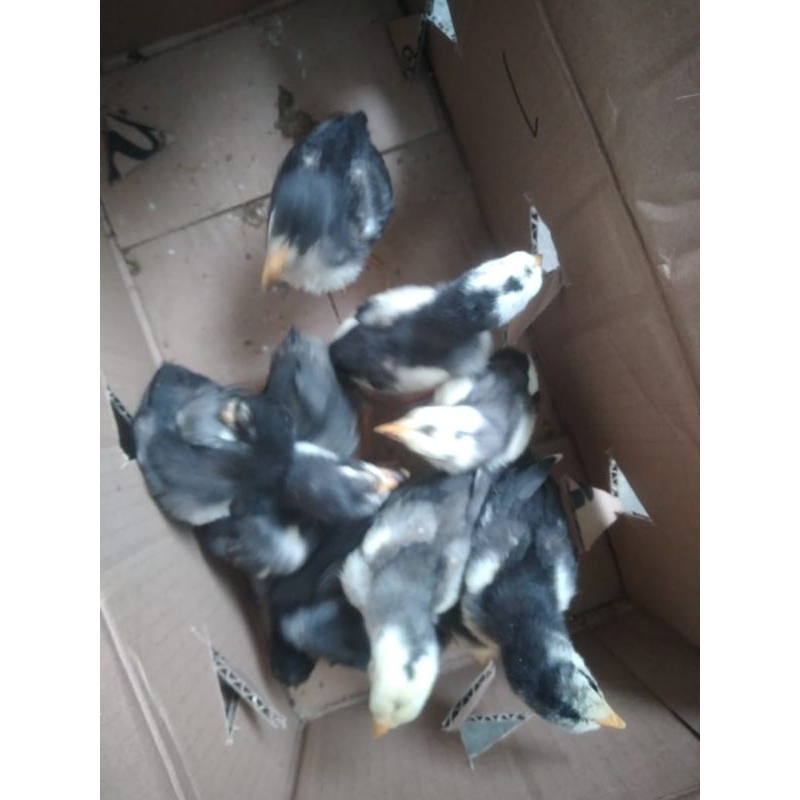 

BUKAN DAGING AYAM KAMPUNG BANG-KOK-ASLI-BK-GARANSI-DOC-BUKAN-DAGING AYAM KAMPUNG-BANG-KOK-DOC-BUKAN-DAGING KUALITAS BAGUS