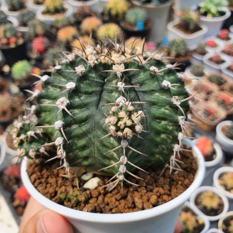 Kaktus Gymnocalycium Trex Hybrid x LB Cactus Gymno LB T-Rex
