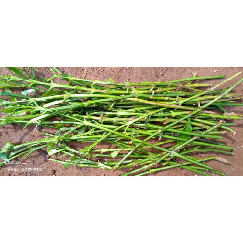 

entres lajuran 50 cm jebis robusta brazil harga 50,000 25 batang