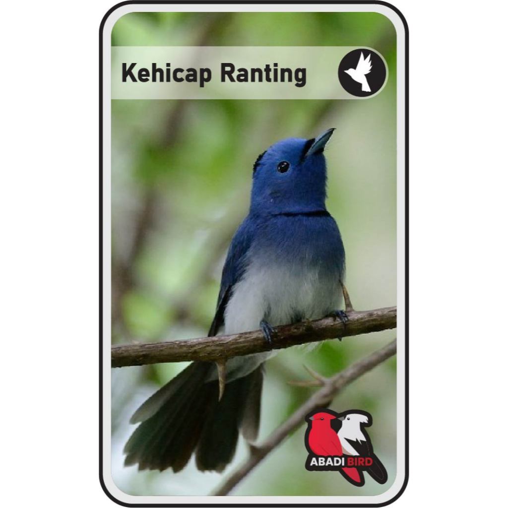 Kehicap Ranting Palmerah