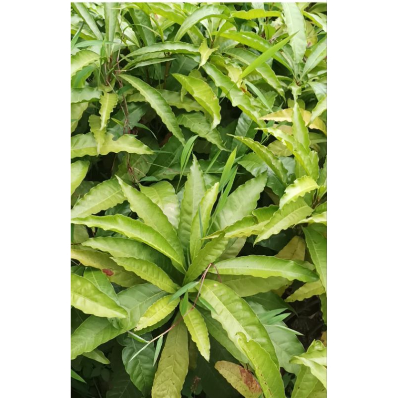 bibit alkesa