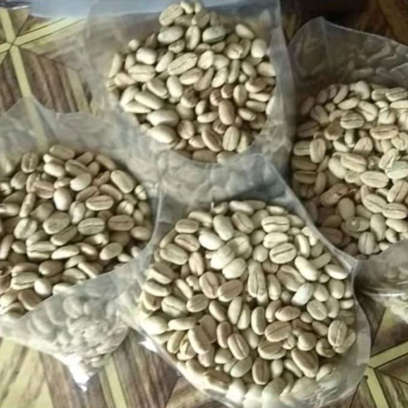 

benih bibit arabika unggul buah lebat 100 biji