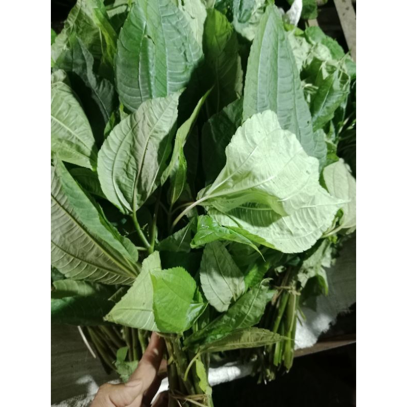 

lalapan segar pohpohan /ikat