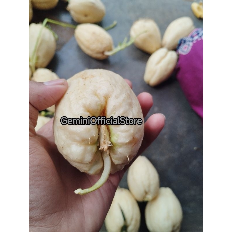 Jivara56 Bibit Labu Siam Putih Superr (Gos) Jipang Putih Berakar Manisan Superr Mantapp Labu Siam