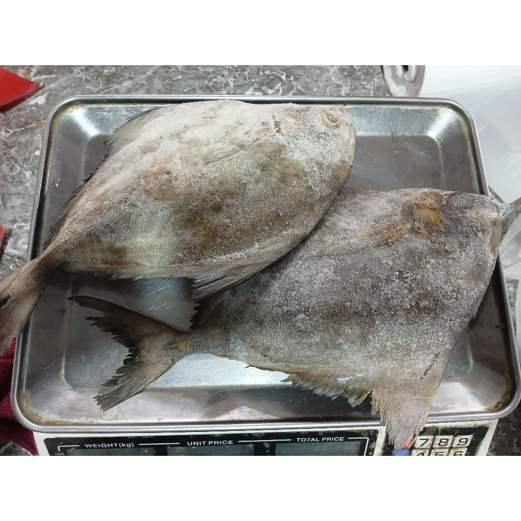 

Ikan bawal laut /ikat segar/ikan murah/seafood/ikan laut