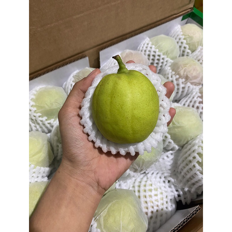 

pear xianglie