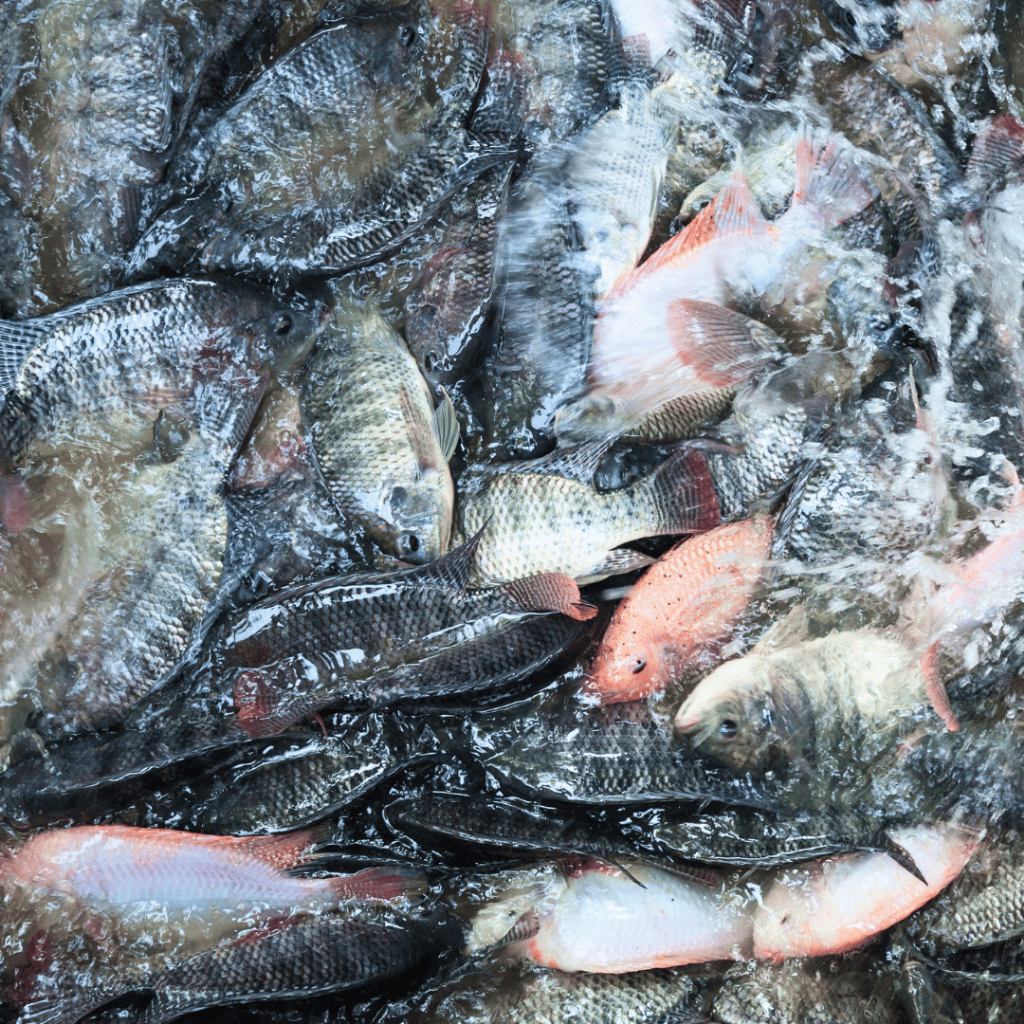 Booster Vitamin Ternak Ikan Nila,Perangsang Masa Pertumbuhan, Memeperbaiki Kualitas Ikan Nila