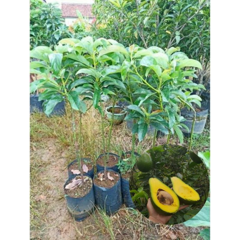 Bibit Alpukat Pluwang tinggi 1meter up tanaman hasil okulasi/samcuk super cepat berbuah lebat