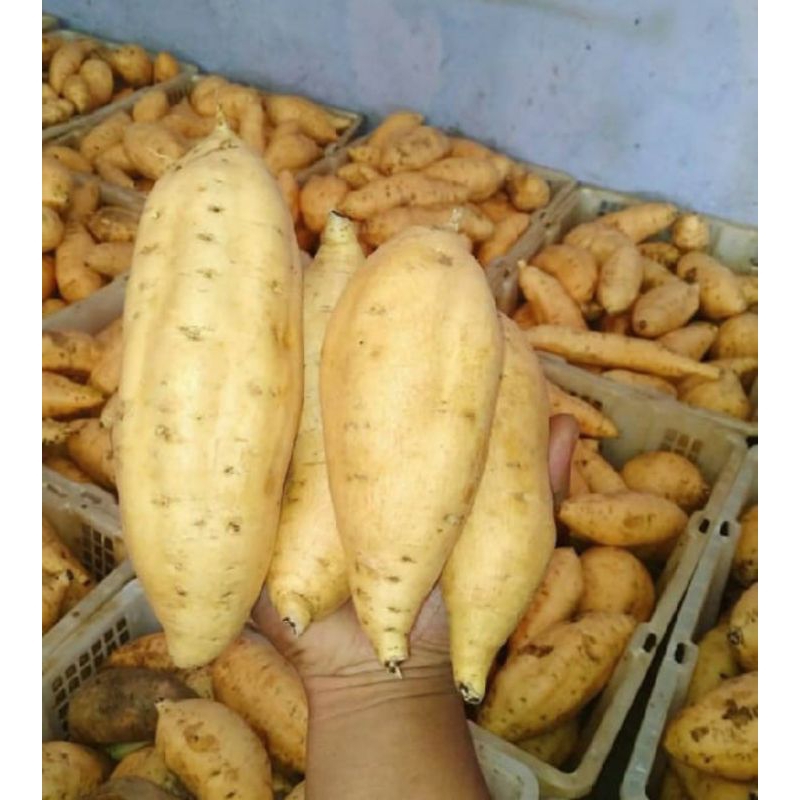 

Ubi madu Cilembu manis fresh 1kg mentah