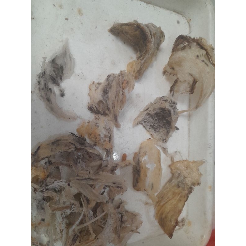 

sarang walet patah & kw 100grm